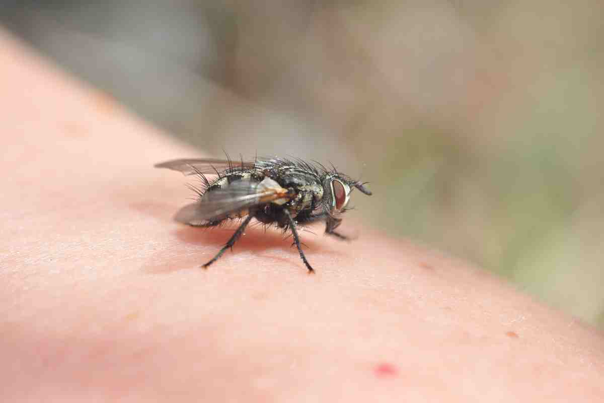 Mosche, perchè volano in cerchio al centro alla stanza